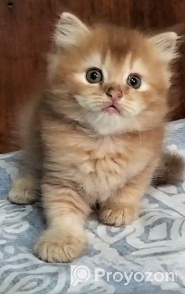 High Quality Persian Dollface Kitten