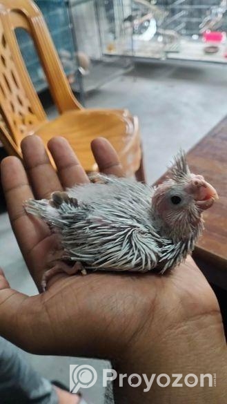কোকাটেল পাখির বাচ্চা