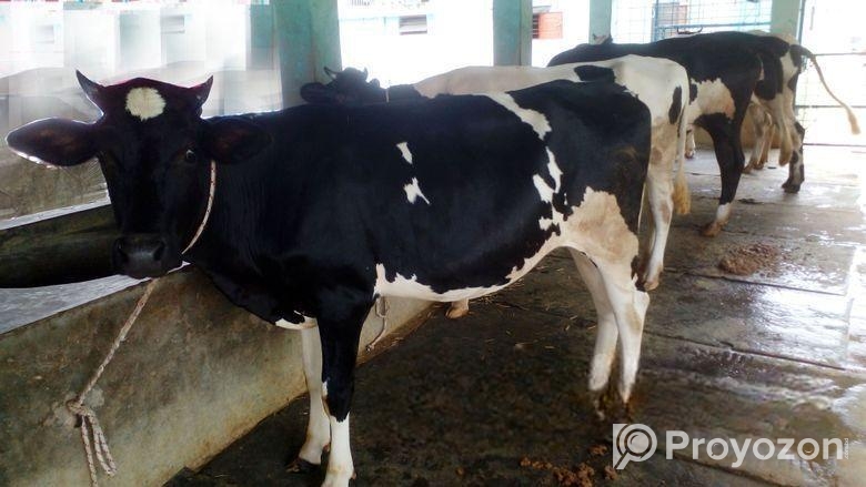 ৩০ নং উন্নত জাতের ৪টি বকনা বিক্রয় হবে