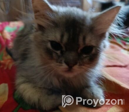 Persian Cat Sylhet পার্সিয়ান বিড়াল সিলেট