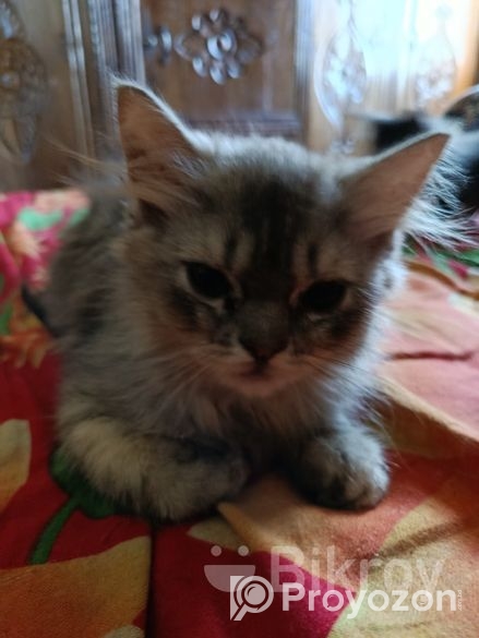 Persian Cat Sylhet পার্সিয়ান বিড়াল সিলেট