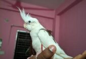 Albino V Pied Cocatrel