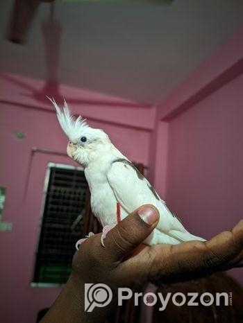 Albino V Pied Cocatrel