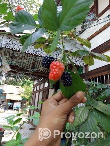 সকল প্রোকার চারা পাওয়া যায়