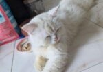 Pregnant Persian Cat