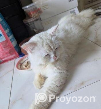 Pregnant Persian Cat