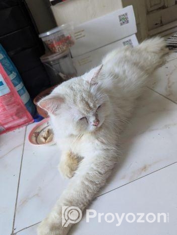 Pregnant Persian Cat