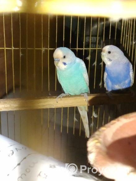 বাজরিগার পাখি বিক্রি হবে