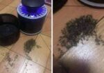 mosquito killer lamp