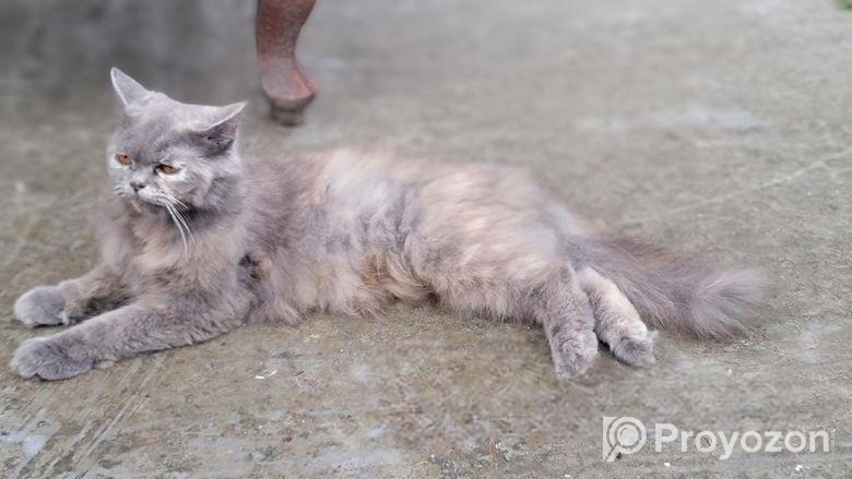 পারসিয়ান ফিমেল পেগনেন্ট ১ মাস