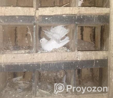 ময়ূরী নারী+ঝুঁটি ওয়ালা সাদা নর রানিং জোড়া