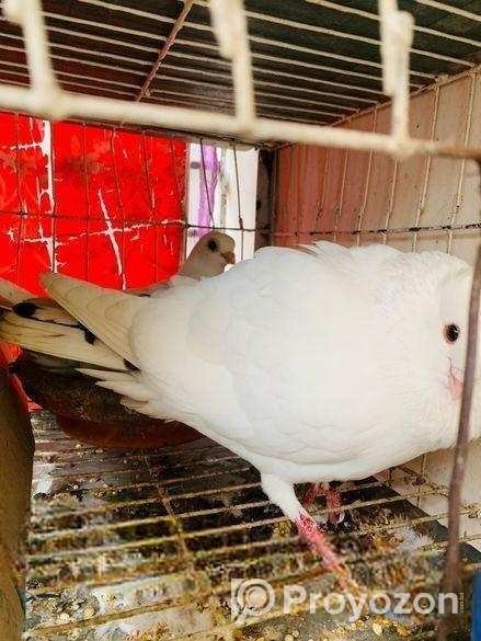 কবুতর/kobutor