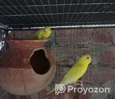 লুটিনো রেট আই বাজরিগার টেম সাইজ বেবি