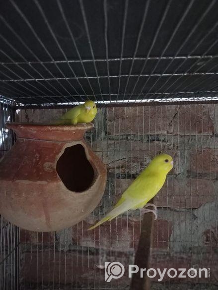 লুটিনো রেট আই বাজরিগার টেম সাইজ বেবি