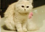 Traditional Parsian Female Cat