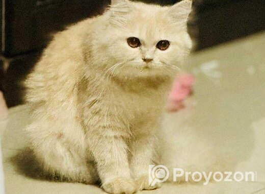 Traditional Parsian Female Cat