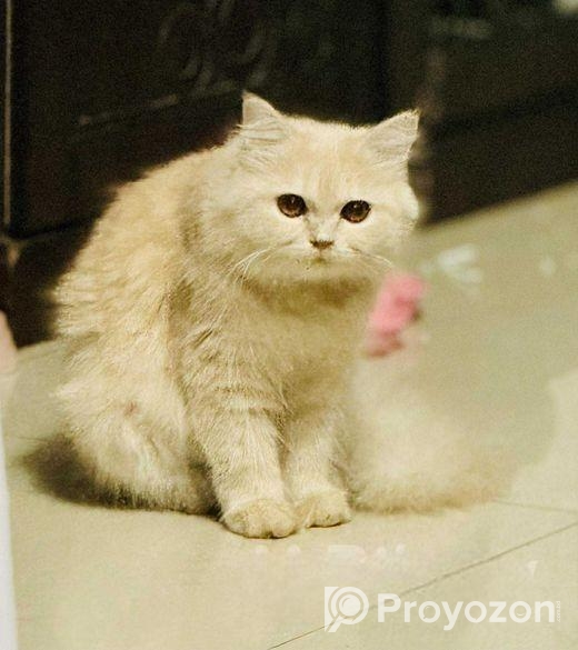 Traditional Parsian Female Cat