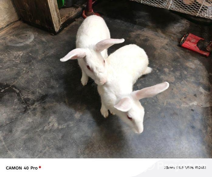 সাদা খোরগশের জোড়া – রানিং ব্রেডেইং