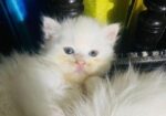Persian Male and Female cat