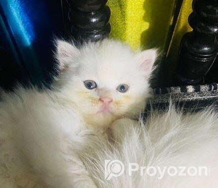 Persian Male and Female cat