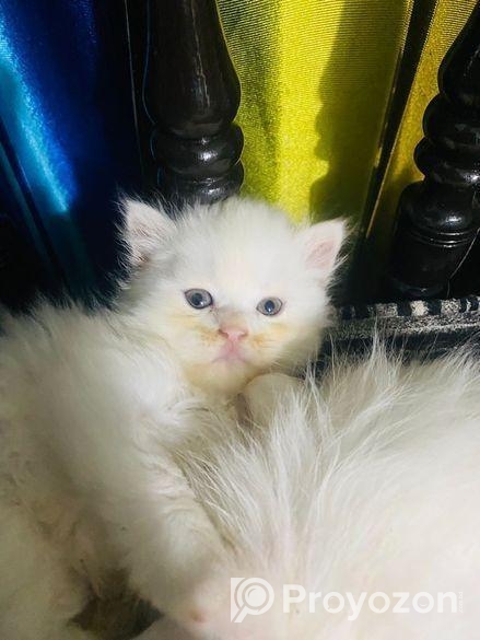 Persian Male and Female cat