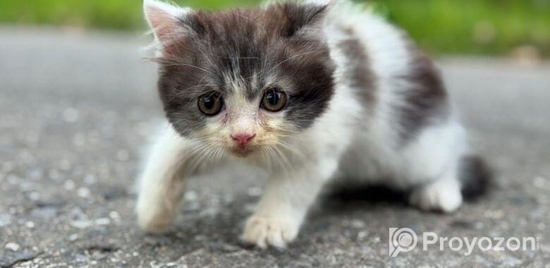 High quality mixed persian