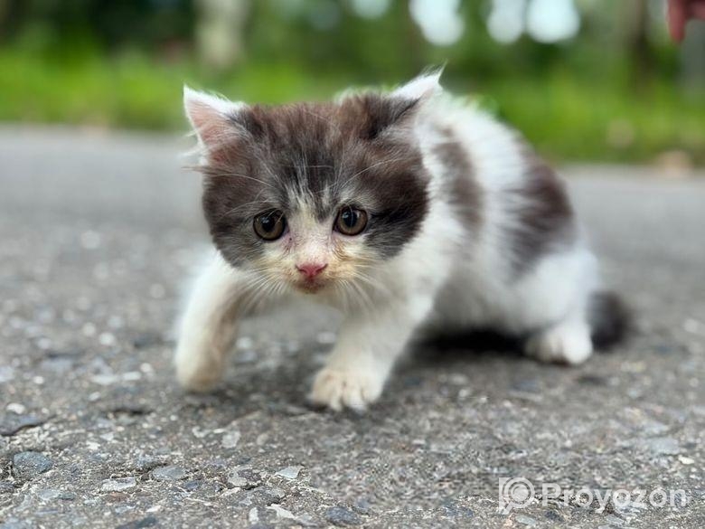 High quality mixed persian