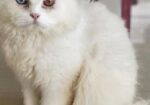 Odi Persian Cat