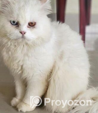Odi Persian Cat
