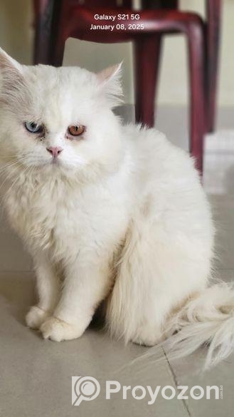 Odi Persian Cat