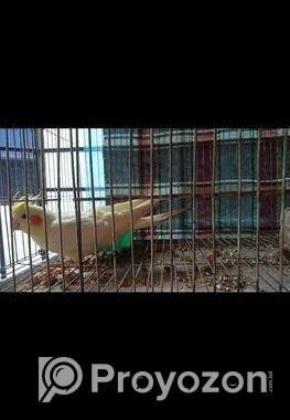 ককাটেল পাখি