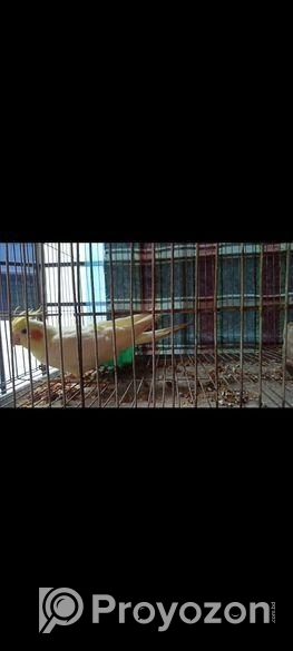 ককাটেল পাখি