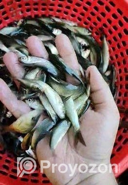 হালদা রুই পোনা