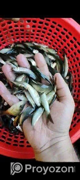 হালদা রুই পোনা