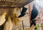Cocatail bird 12 months age
