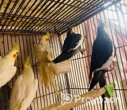 Cocatail bird 12 months age
