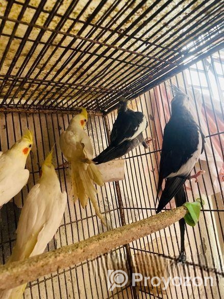 Cocatail bird 12 months age