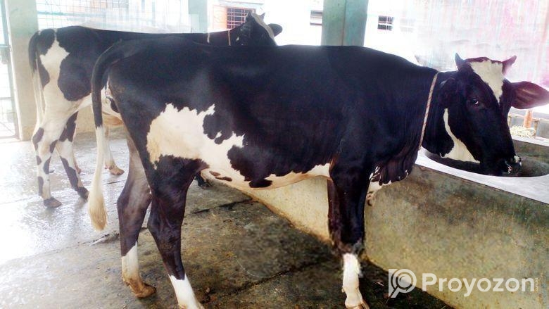 ৭৪নং ২টি বকনা কিনুন ভালো জাতের।