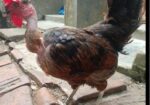 ৩ পিচ বড় জাতের ডিম পারা দেশি মুরগি