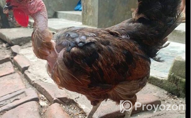 ৩ পিচ বড় জাতের ডিম পারা দেশি মুরগি