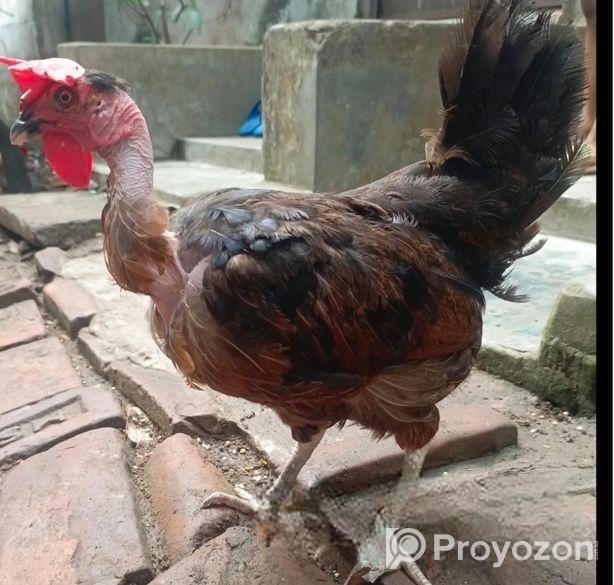 ৩ পিচ বড় জাতের ডিম পারা দেশি মুরগি