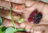 সকল প্রোকার চারা পাওয়া যায়