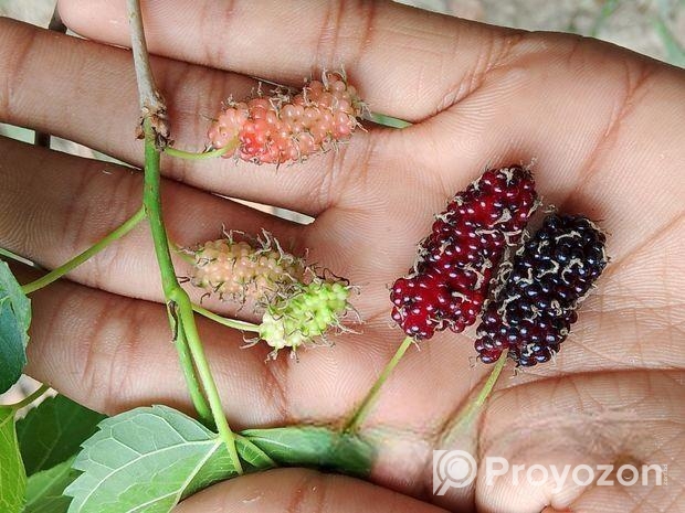 সকল প্রোকার চারা পাওয়া যায়