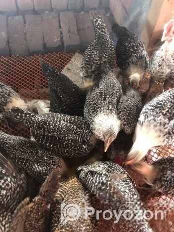 ফাউমি মুরগি