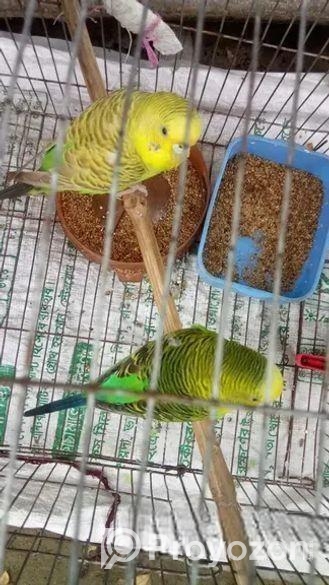 খাচাসহ বাজরিগার পাখি বিক্রি করা হবে