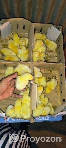 সি পি কোম্পানির বয়লার বাচ্চা বিক্রি করা হবে