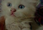 Persian Cat