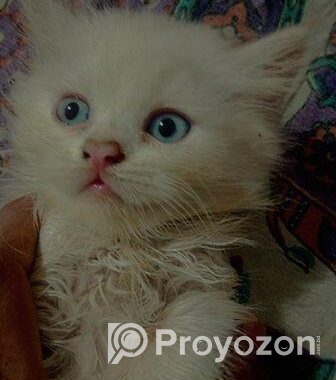 Persian Cat