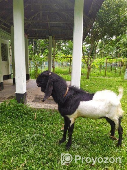 তুতা পাঠা বিক্রি