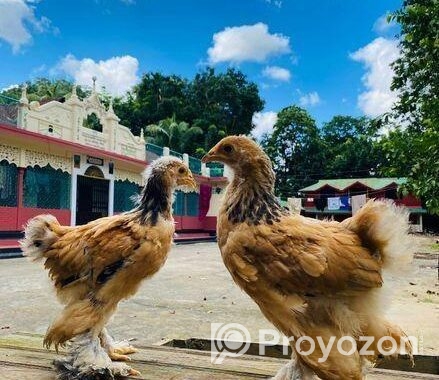মুরগি ব্রাহমা বাচ্চা বিক্রয় হবে